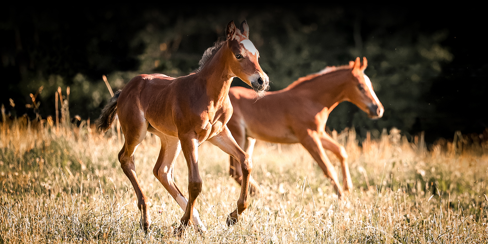 litisign-Website_Startseite-Slider-4_09-22